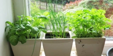 Koje zelje se može uzgajati kod kuće na prozorskoj dasci